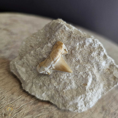 Shark Tooth On Limestone | Fossil 130gms