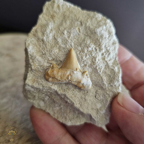 Shark Tooth On Limestone | Fossil 130gms