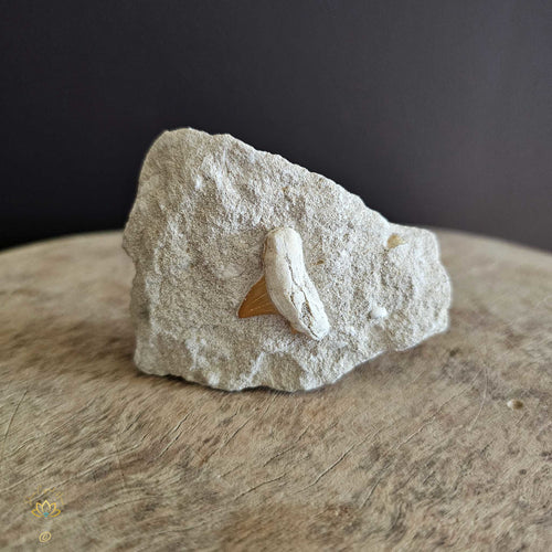 Shark Tooth On Limestone | Fossil 136gms