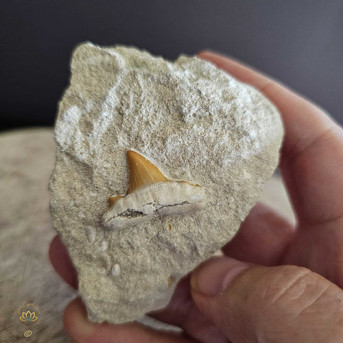 Shark Tooth On Limestone | Fossil 136gms