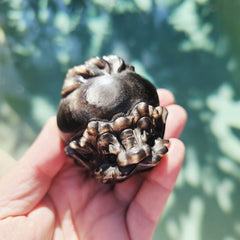 Silver Sheen & Gold Sheen Obsidian Dragon Turtles | Sheen Collective
