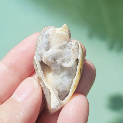 Spiralite Shell With Druzy Quartz | Crystalline Cocoon