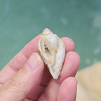 Spiralite Shell With Druzy Quartz | Crystalline Cocoon