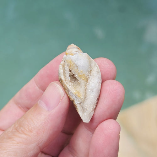 Spiralite Shell With Druzy Quartz | Crystalline Cocoon