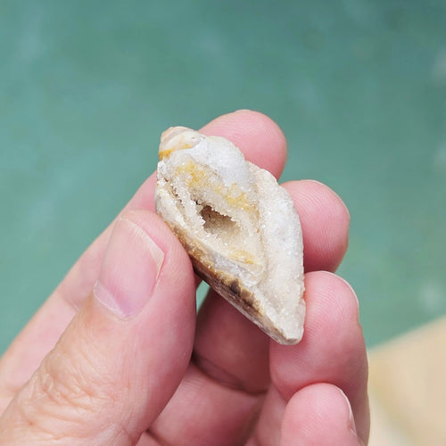 Spiralite Shell With Druzy Quartz | Crystalline Cocoon