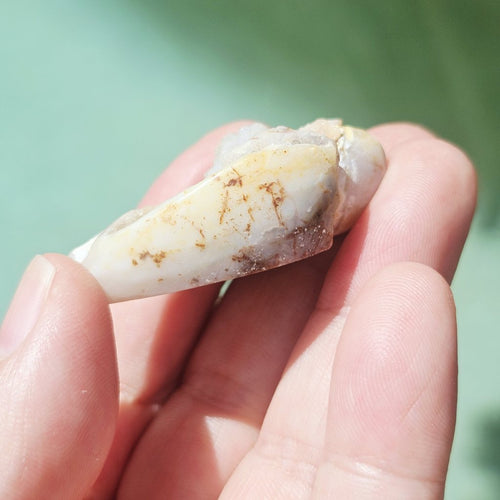 Spiralite Shell With Druzy Quartz | Crystalline Cocoon