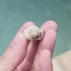 Spiralite Shell With Druzy Quartz | Crystalline Cocoon