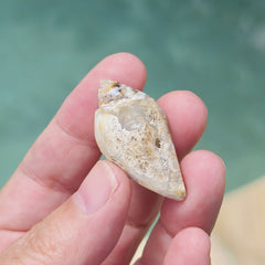 Spiralite Shell With Druzy Quartz | Crystalline Cocoon