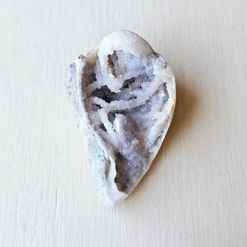 Spiralite Shell With Druzy Quartz | Druzy Dreaming