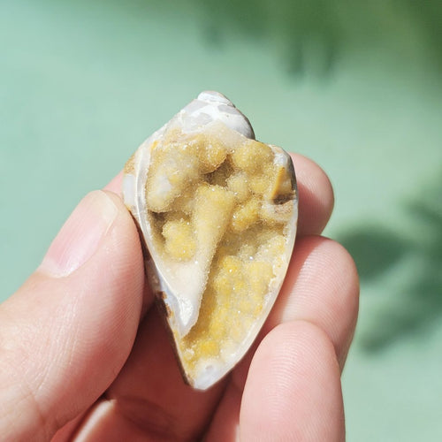 Spiralite Shell With Druzy Quartz | Druzy Dreaming