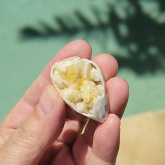 Spiralite Shell With Druzy Quartz | Druzy Dreaming
