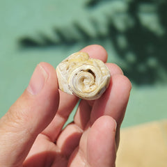 Spiralite Shell With Druzy Quartz | Druzy Dreaming