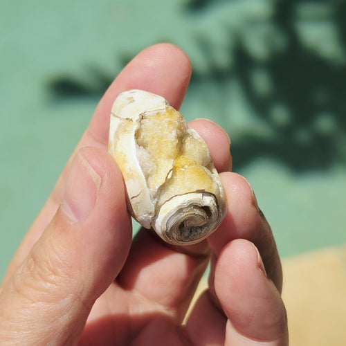 Spiralite Shell With Druzy Quartz | Druzy Dreaming