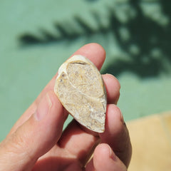 Spiralite Shell With Druzy Quartz | Druzy Dreaming