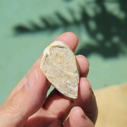 Spiralite Shell With Druzy Quartz | Druzy Dreaming