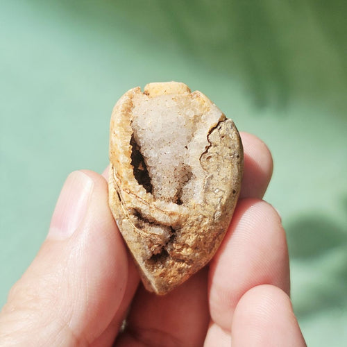 Spiralite Shell With Druzy Quartz | Echos Of The Deep