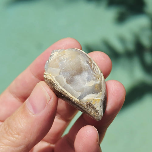 Spiralite Shell With Druzy Quartz | Echos Of The Deep