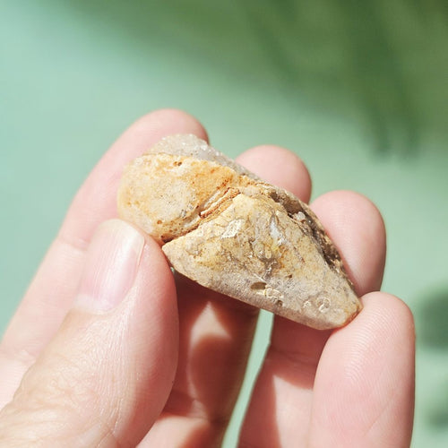 Spiralite Shell With Druzy Quartz | Echos Of The Deep