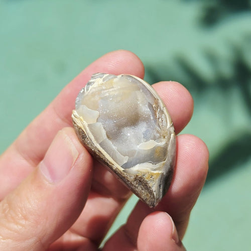 Spiralite Shell With Druzy Quartz | Echos Of The Deep