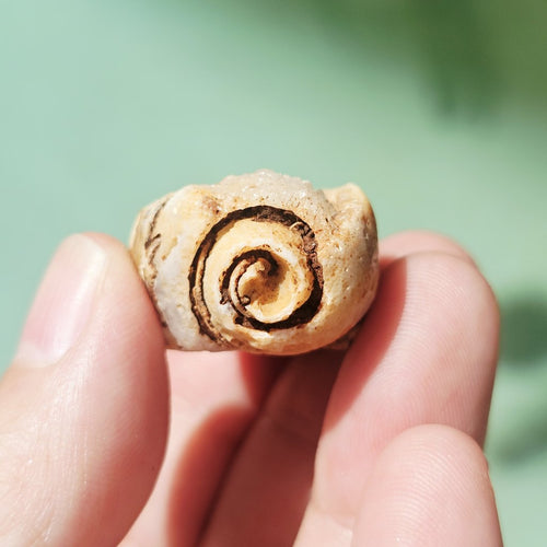 Spiralite Shell With Druzy Quartz | Echos Of The Deep