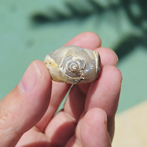Spiralite Shell With Druzy Quartz | Echos Of The Deep