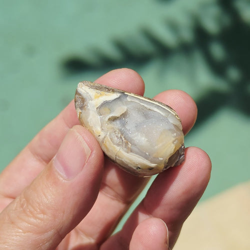 Spiralite Shell With Druzy Quartz | Echos Of The Deep