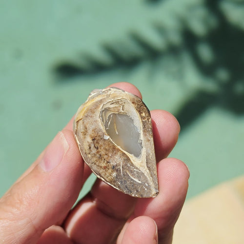 Spiralite Shell With Druzy Quartz | Echos Of The Deep