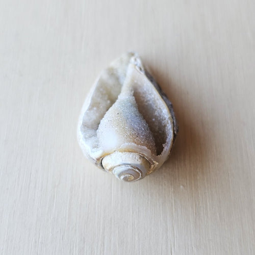 Spiralite Shell With Druzy Quartz | Internal Drift