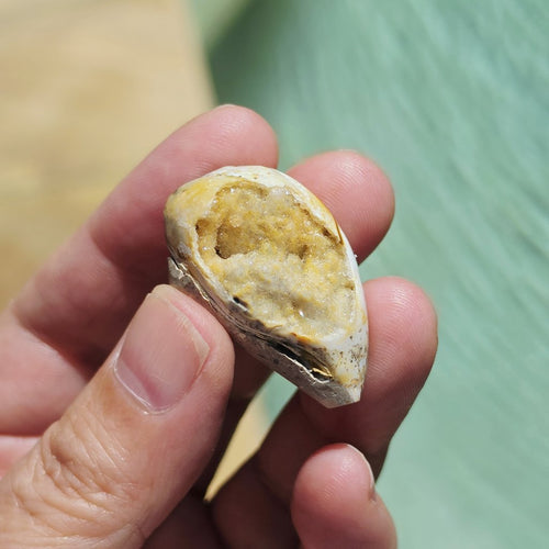 Spiralite Shell With Druzy Quartz | Internal Drift