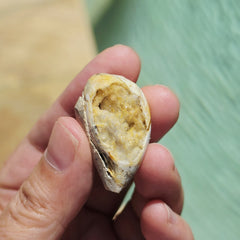 Spiralite Shell With Druzy Quartz | Internal Drift