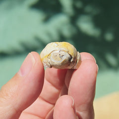 Spiralite Shell With Druzy Quartz | Internal Drift