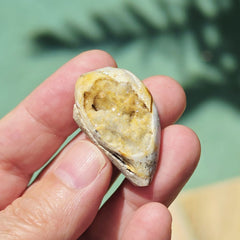 Spiralite Shell With Druzy Quartz | Internal Drift