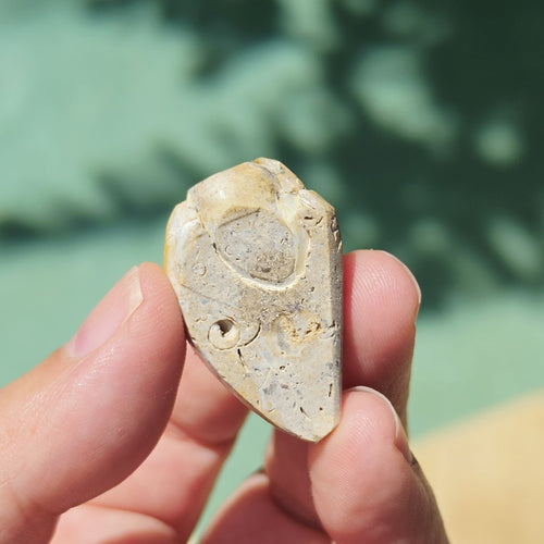 Spiralite Shell With Druzy Quartz | Internal Drift