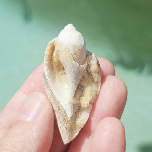 Spiralite Shell With Druzy Quartz | Luminous Sea Chamber