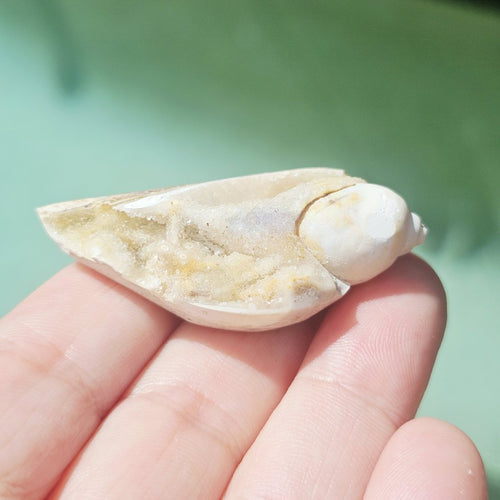 Spiralite Shell With Druzy Quartz | Luminous Sea Chamber