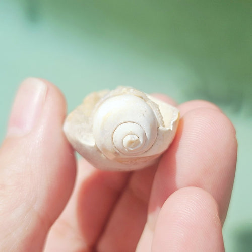 Spiralite Shell With Druzy Quartz | Luminous Sea Chamber