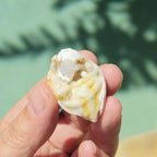 Spiralite Shell With Druzy Quartz | Tethyan Relic
