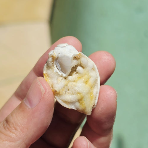 Spiralite Shell With Druzy Quartz | Tethyan Relic