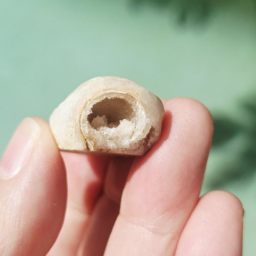 Spiralite Shell With Druzy Quartz | Tethyan Relic