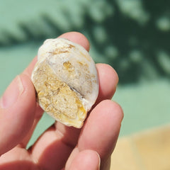 Spiralite Shell With Druzy Quartz | Tethyan Relic