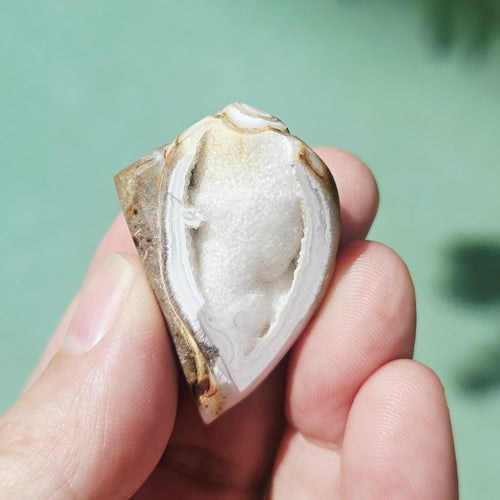 Spiralite Shell With Druzy Quartz | Waves Of The Ancients