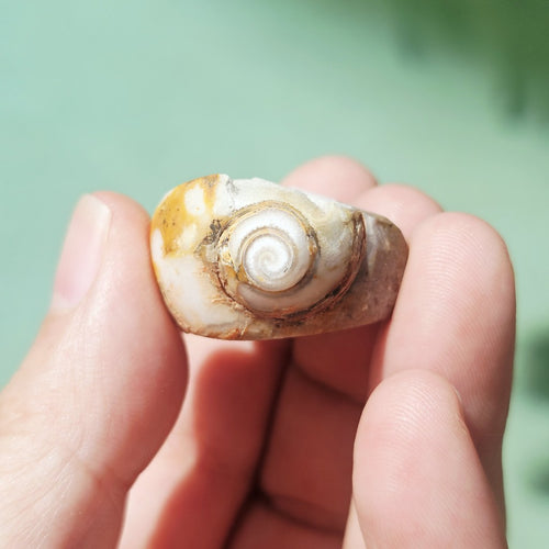 Spiralite Shell With Druzy Quartz | Waves Of The Ancients