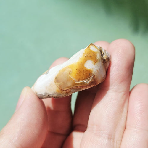 Spiralite Shell With Druzy Quartz | Waves Of The Ancients