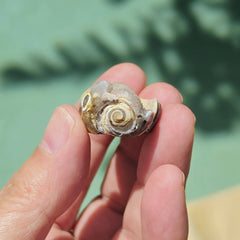 Spiralite Shell With Druzy Quartz | Waves Of The Ocean