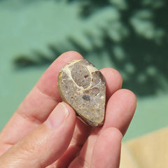 Spiralite Shell With Druzy Quartz | Waves Of The Ocean