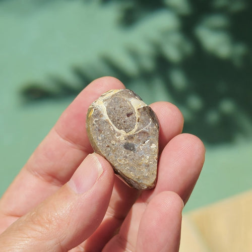 Spiralite Shell With Druzy Quartz | Waves Of The Ocean