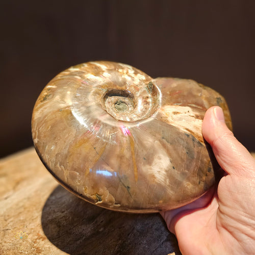 Whole Ammonite | Fossil 1.24kgs
