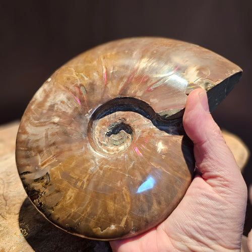 Whole Ammonite | Fossil 1.24kgs