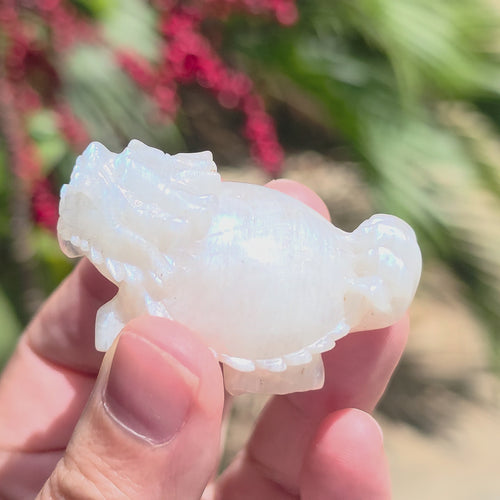 Blue Moonstone Dragon Turtle | Blue Flash Longgui