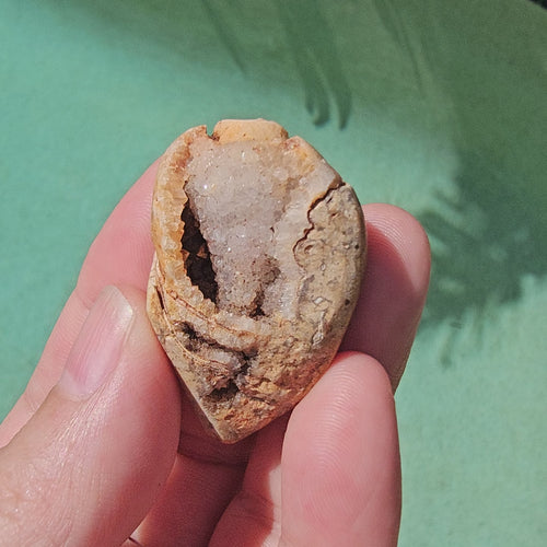 Spiralite Shell With Druzy Quartz | Echos Of The Deep